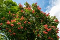 Blooming red horse-chestnut Aesculus Ãâ carnea